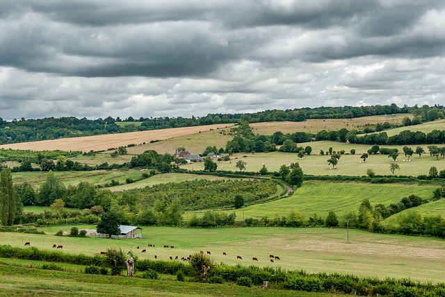 Rural scene including hedgerows
