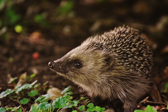 Hedgehog