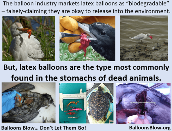 Why balloons are harmful to the environment.